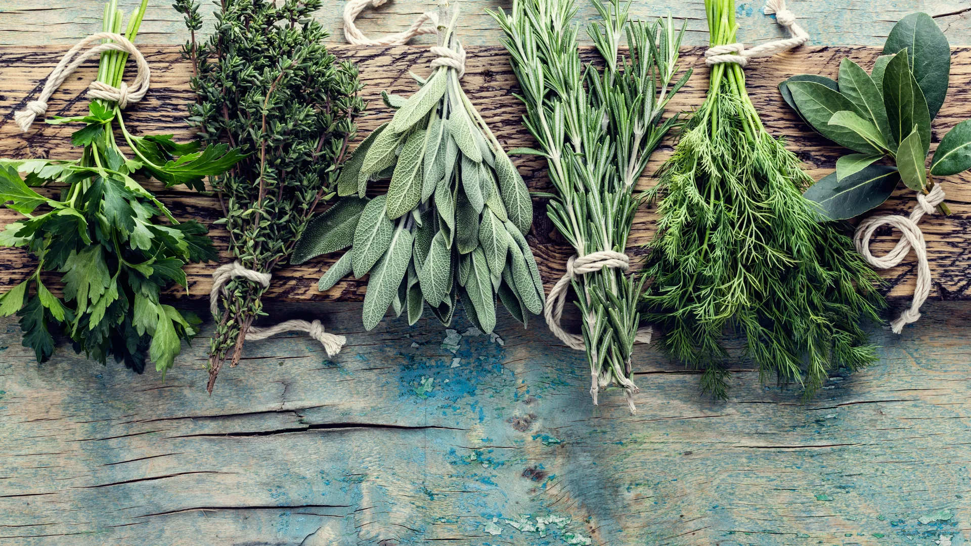 Herbs of Cape Ann