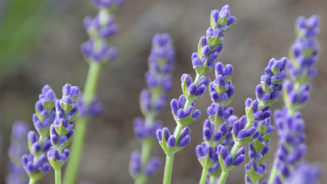 Seasonal Lavender
